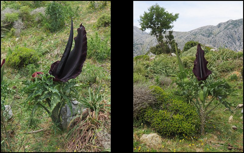 L (26) Great Dragon Arum.JPG